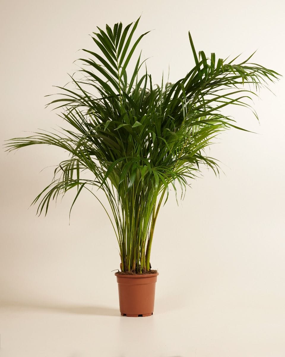 Dypsis Goudpalm Lutescens
