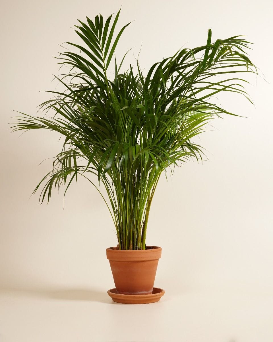 Dypsis Goudpalm Lutescens