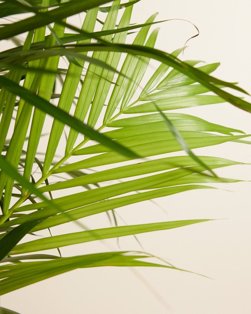 Dypsis Goudpalm Lutescens
