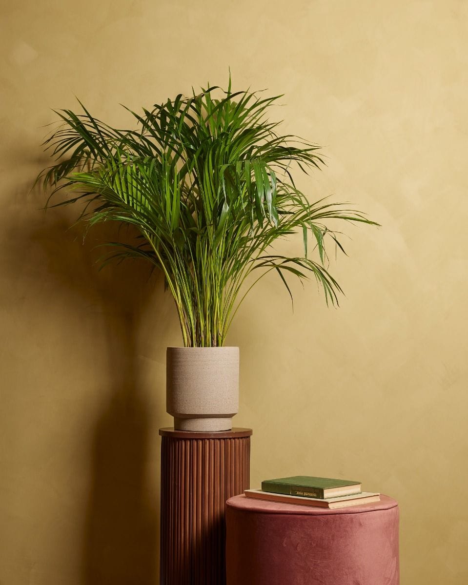 Dypsis Goudpalm Lutescens