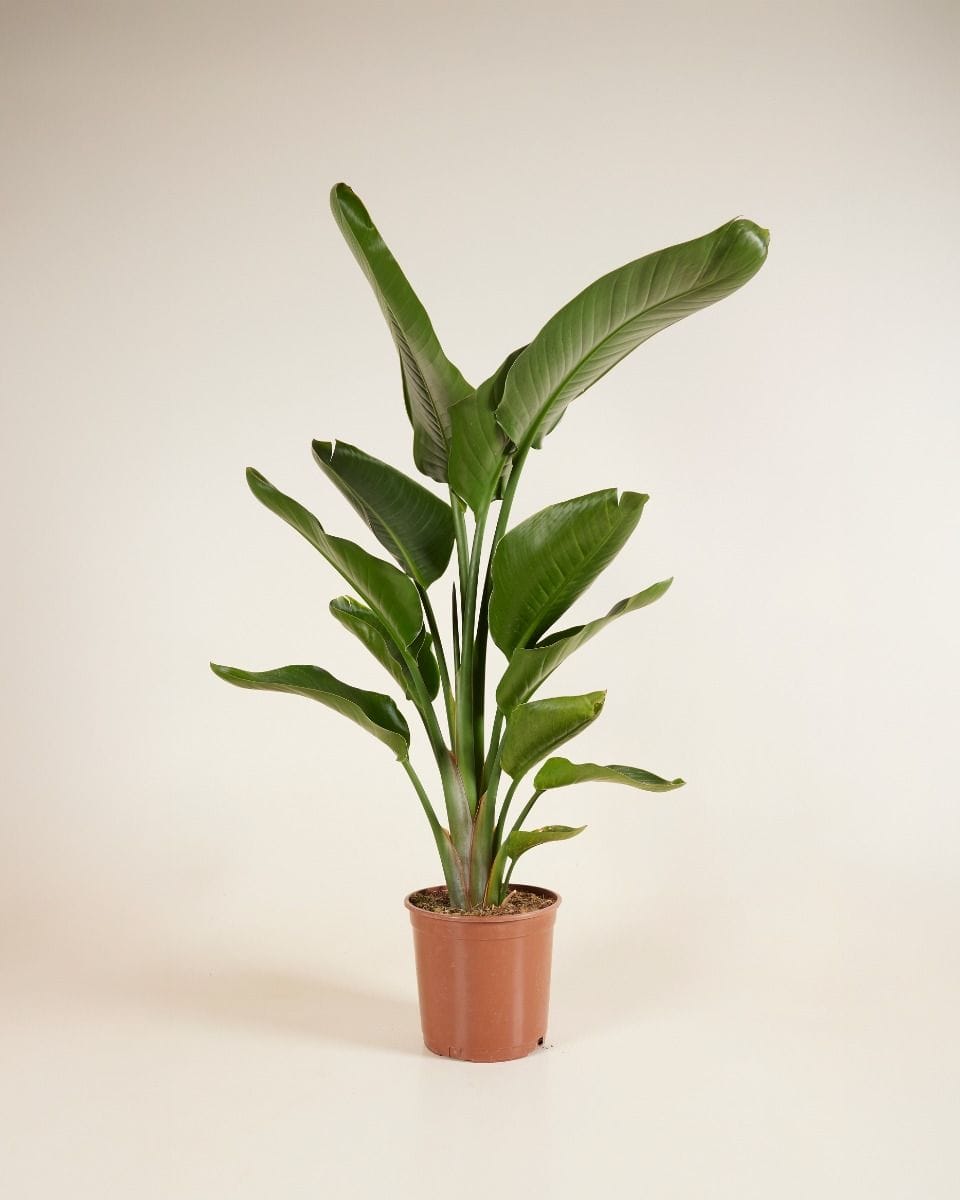 Strelitzia Nicolai Bird of Paradise