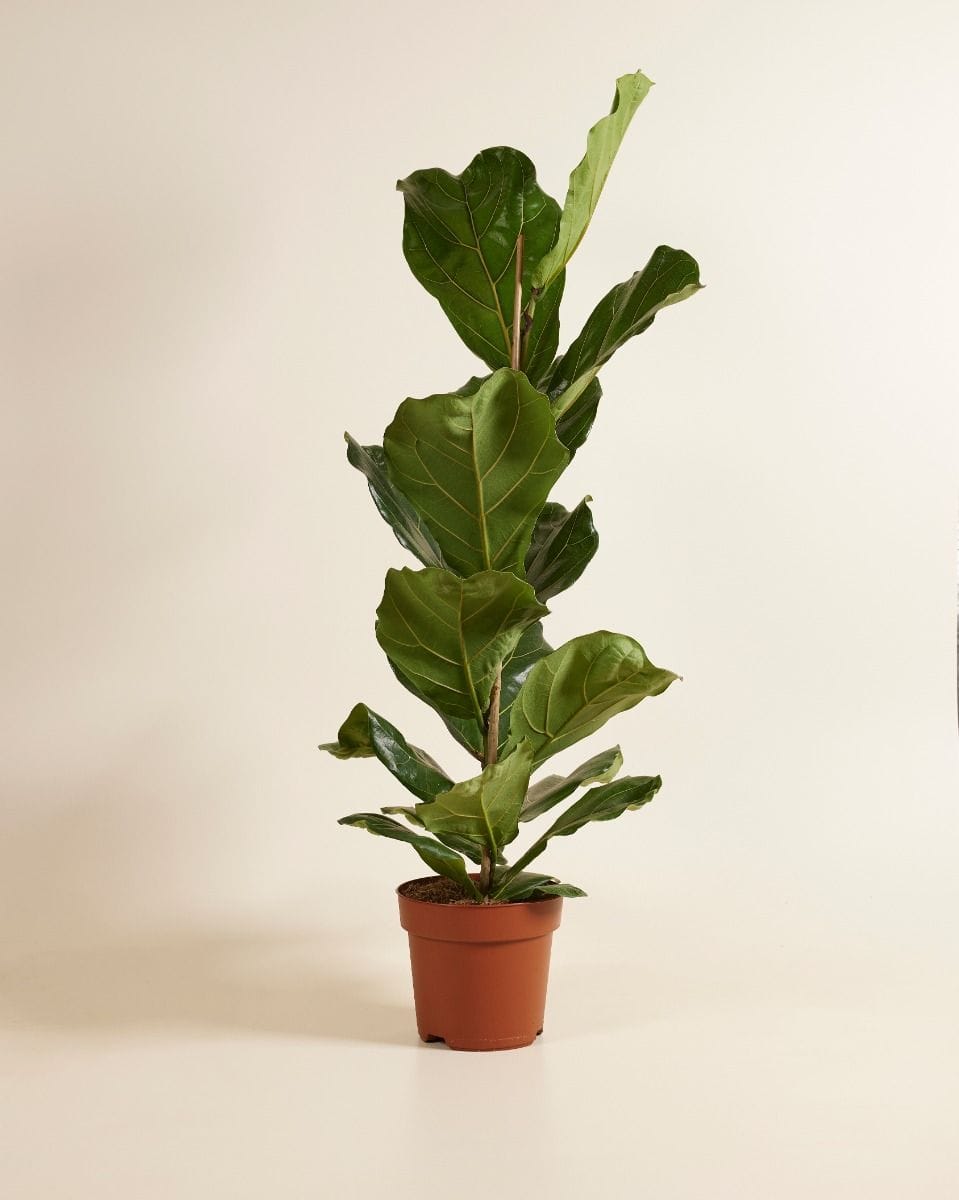 Ficus Fiddle Leaf Fig Lyrata