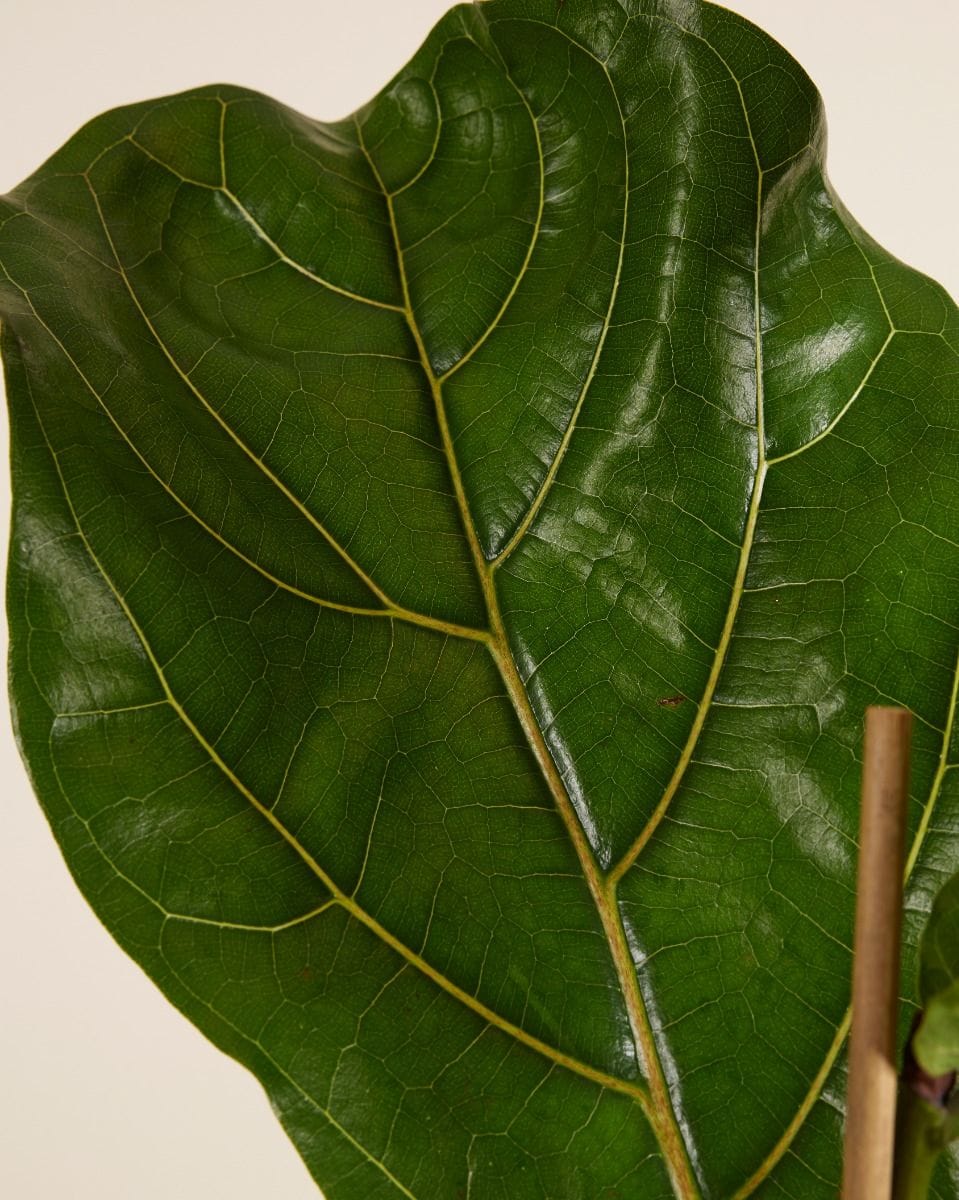Ficus Fiddle Leaf Fig Lyrata