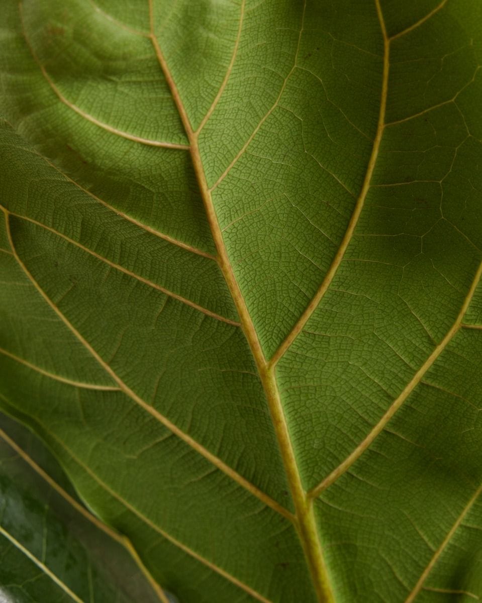 Ficus Fiddle Leaf Fig Lyrata