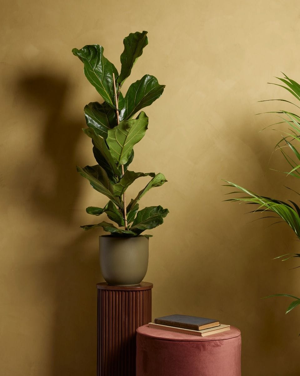 Ficus Fiddle Leaf Fig Lyrata