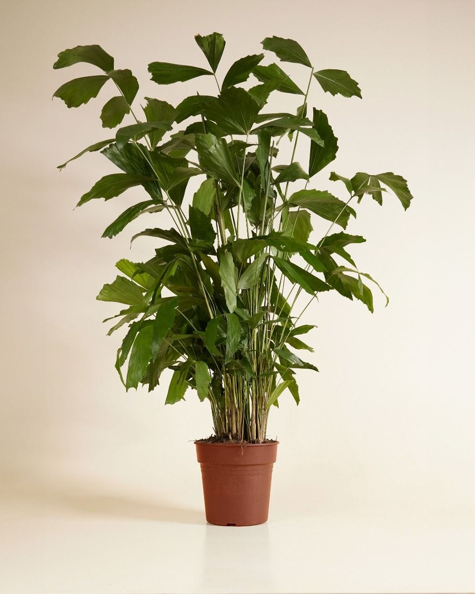 Caryota Fishtail palm Mitis
