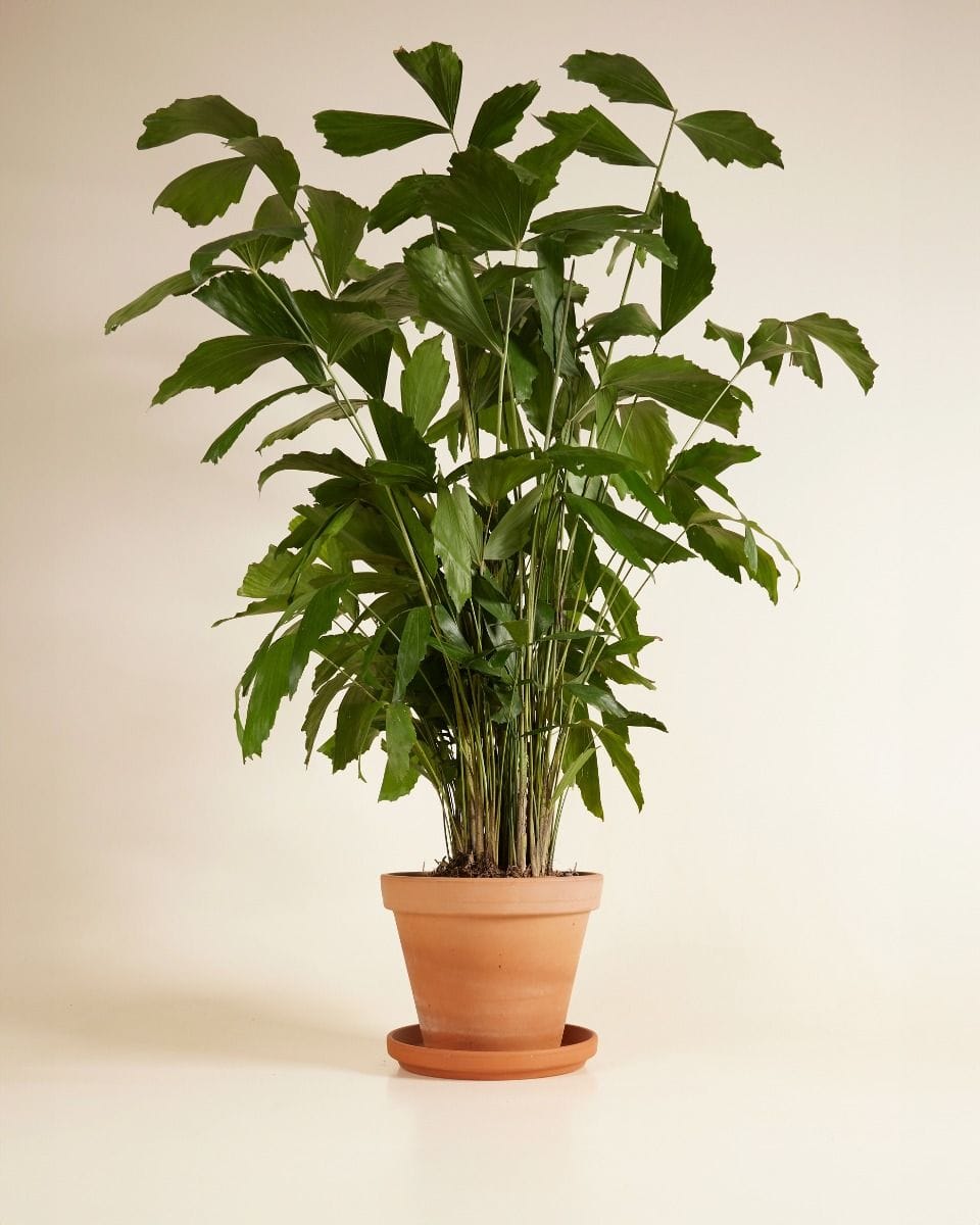 Caryota Fishtail palm Mitis