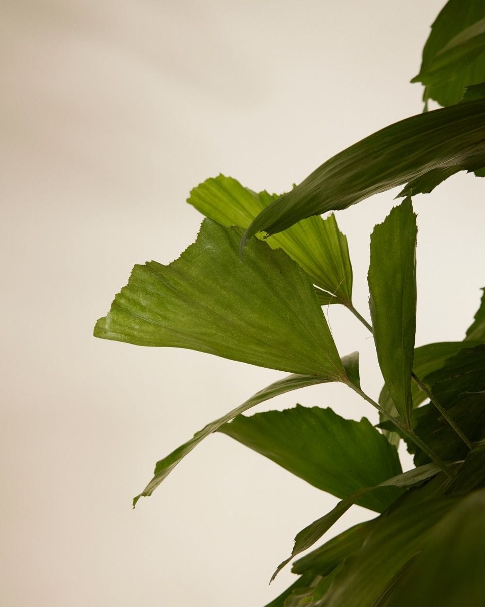 Caryota Fishtail palm Mitis
