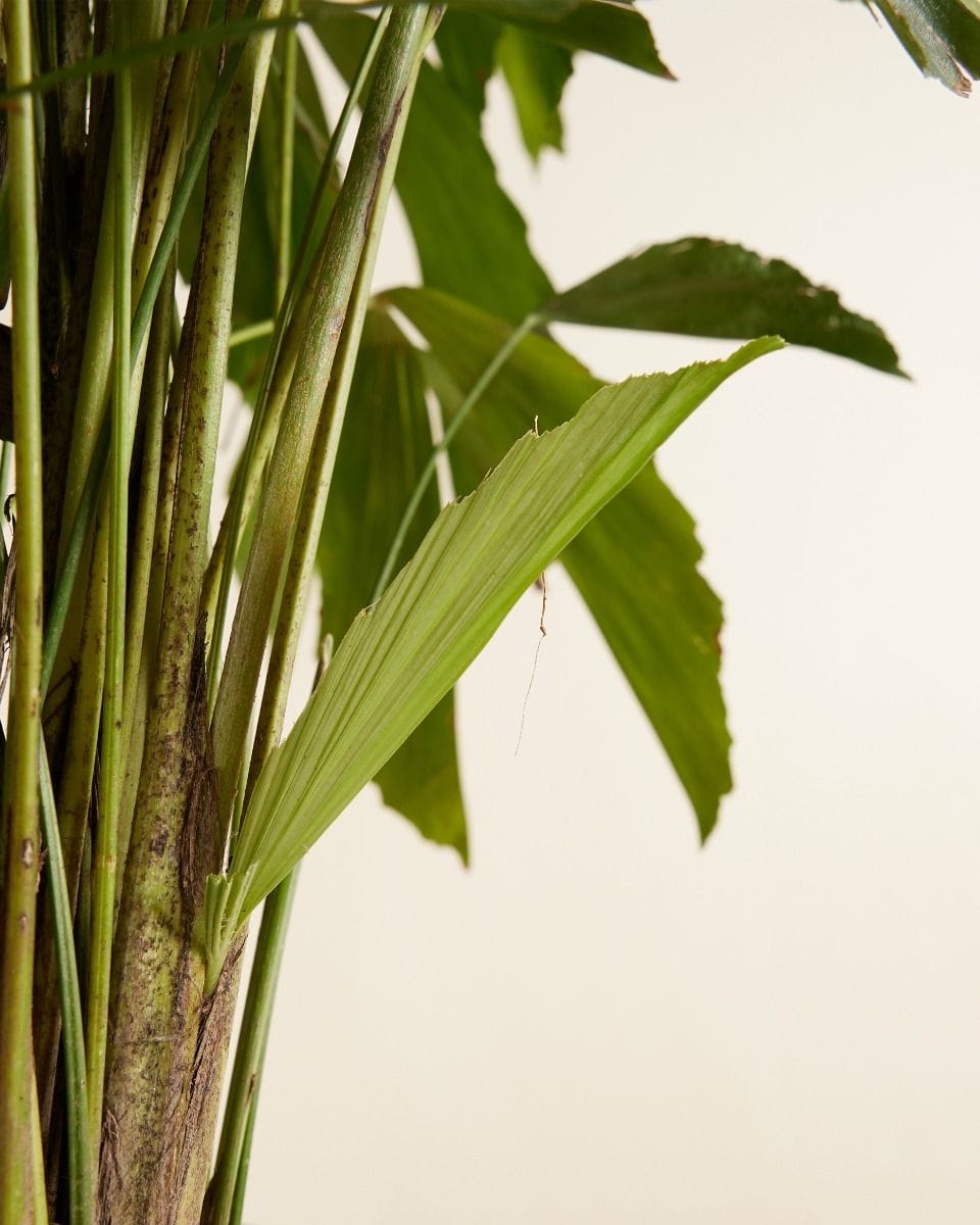 Caryota Fishtail palm Mitis