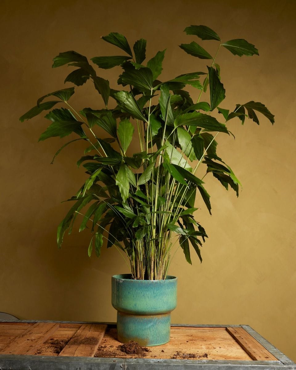 Caryota Fishtail palm Mitis