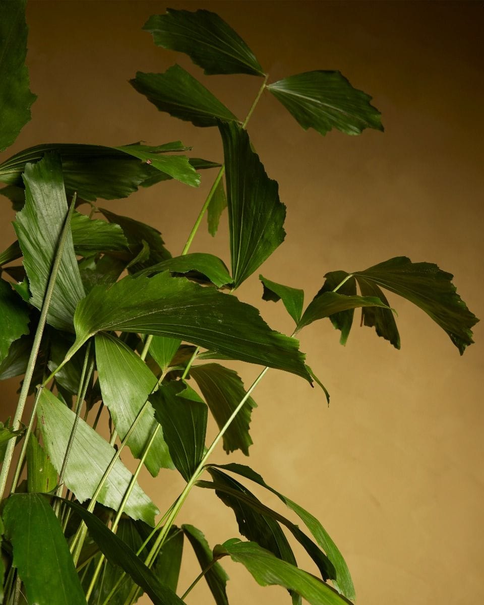 Caryota Fishtail palm Mitis