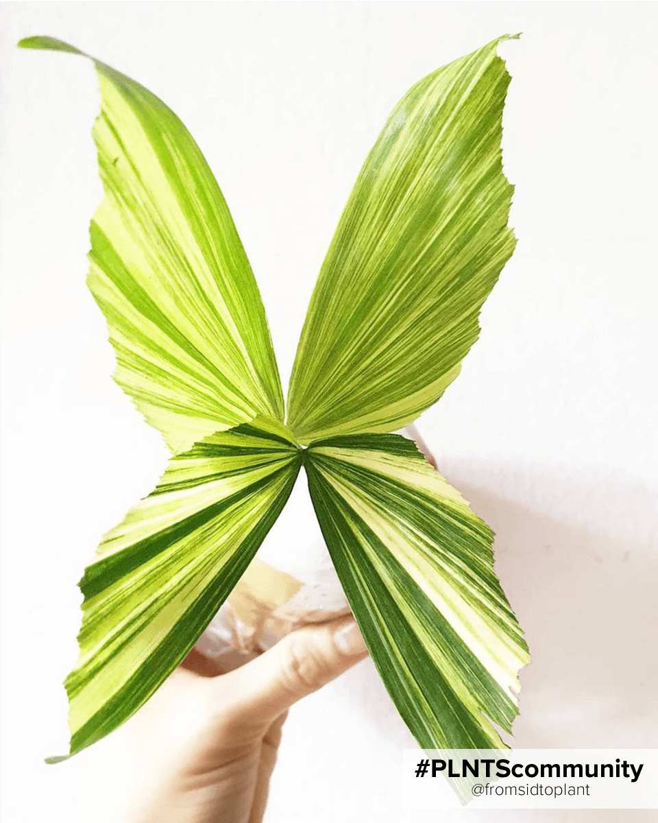 Caryota Fishtail palm Mitis