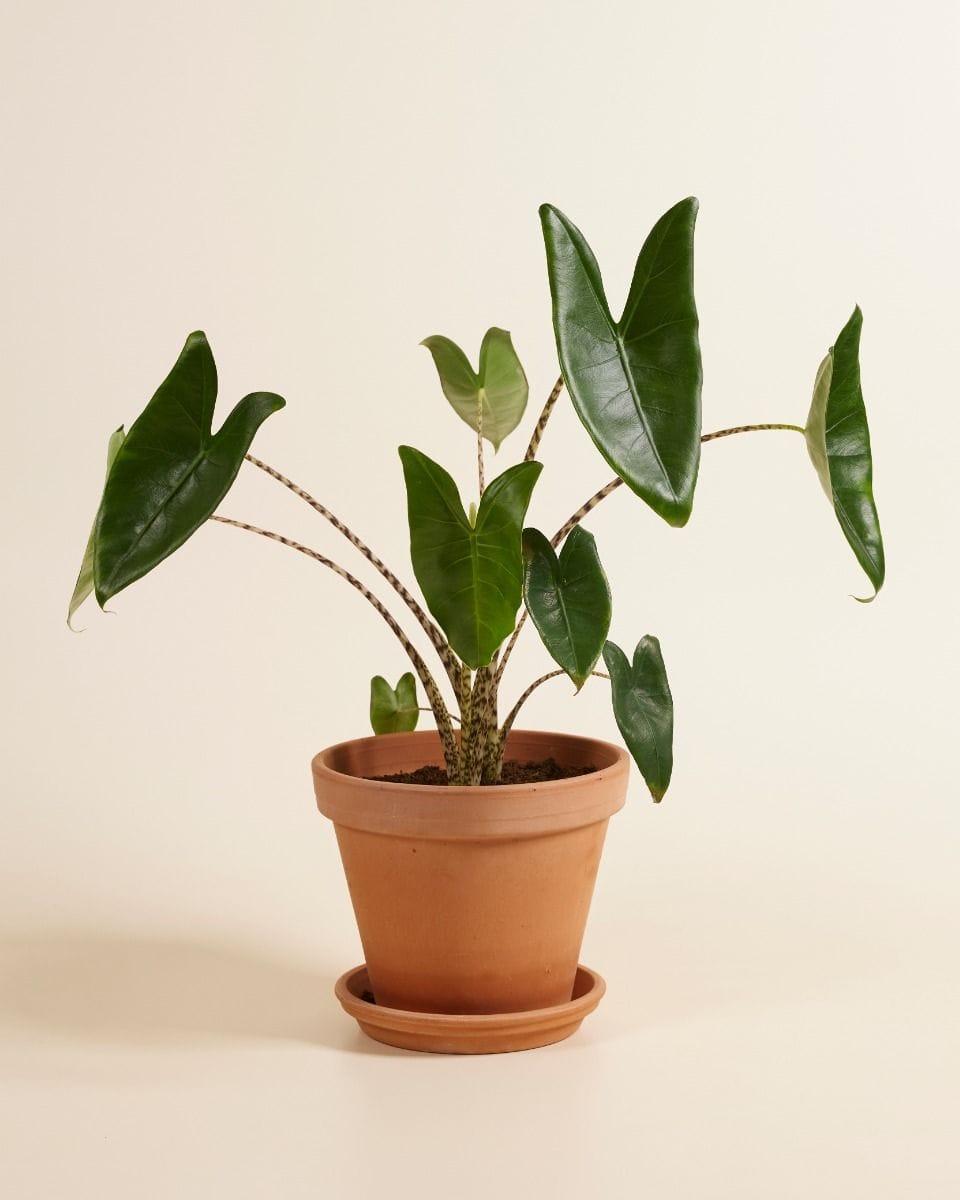 Alocasia Zebrapflanze Zebrina