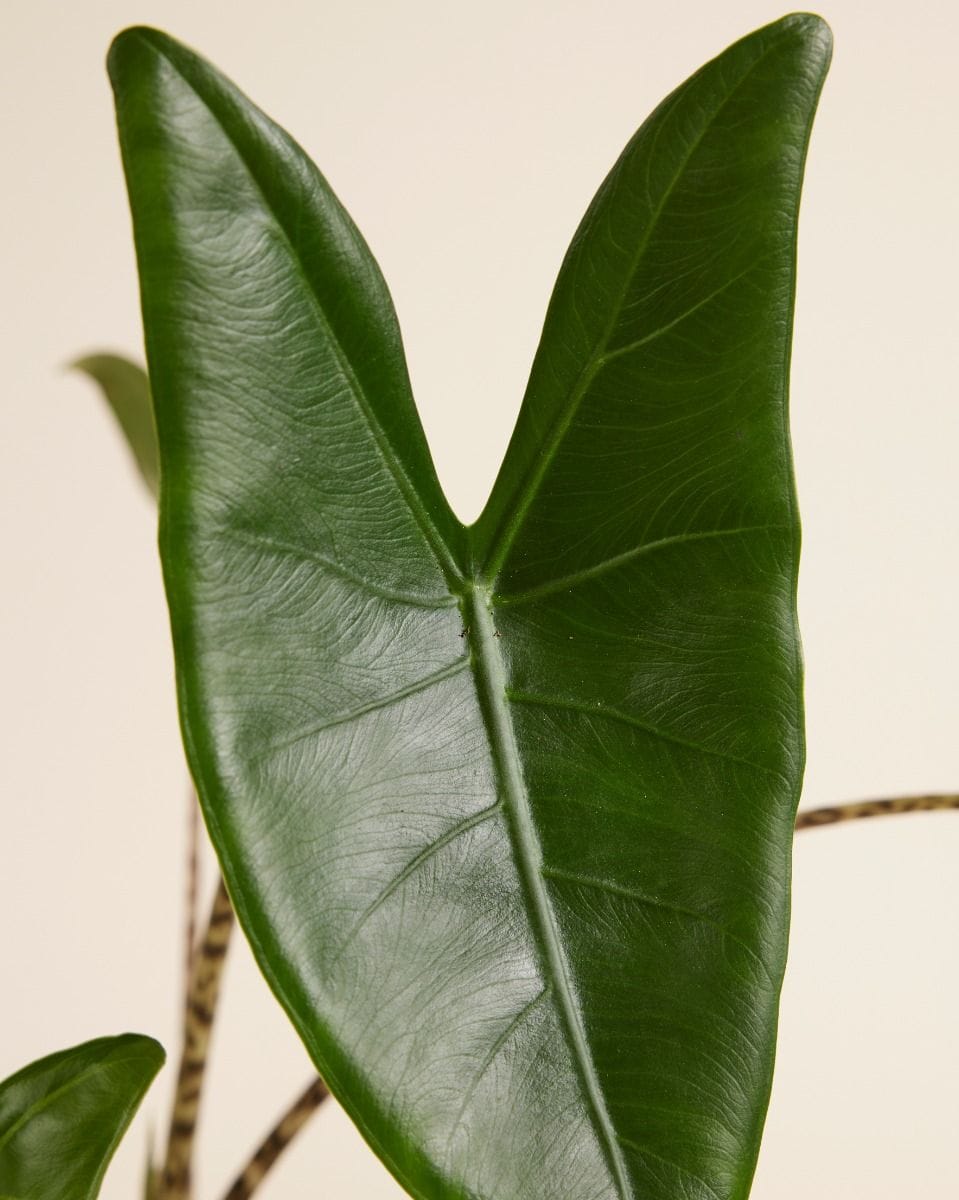 Alocasia Zebrapflanze Zebrina