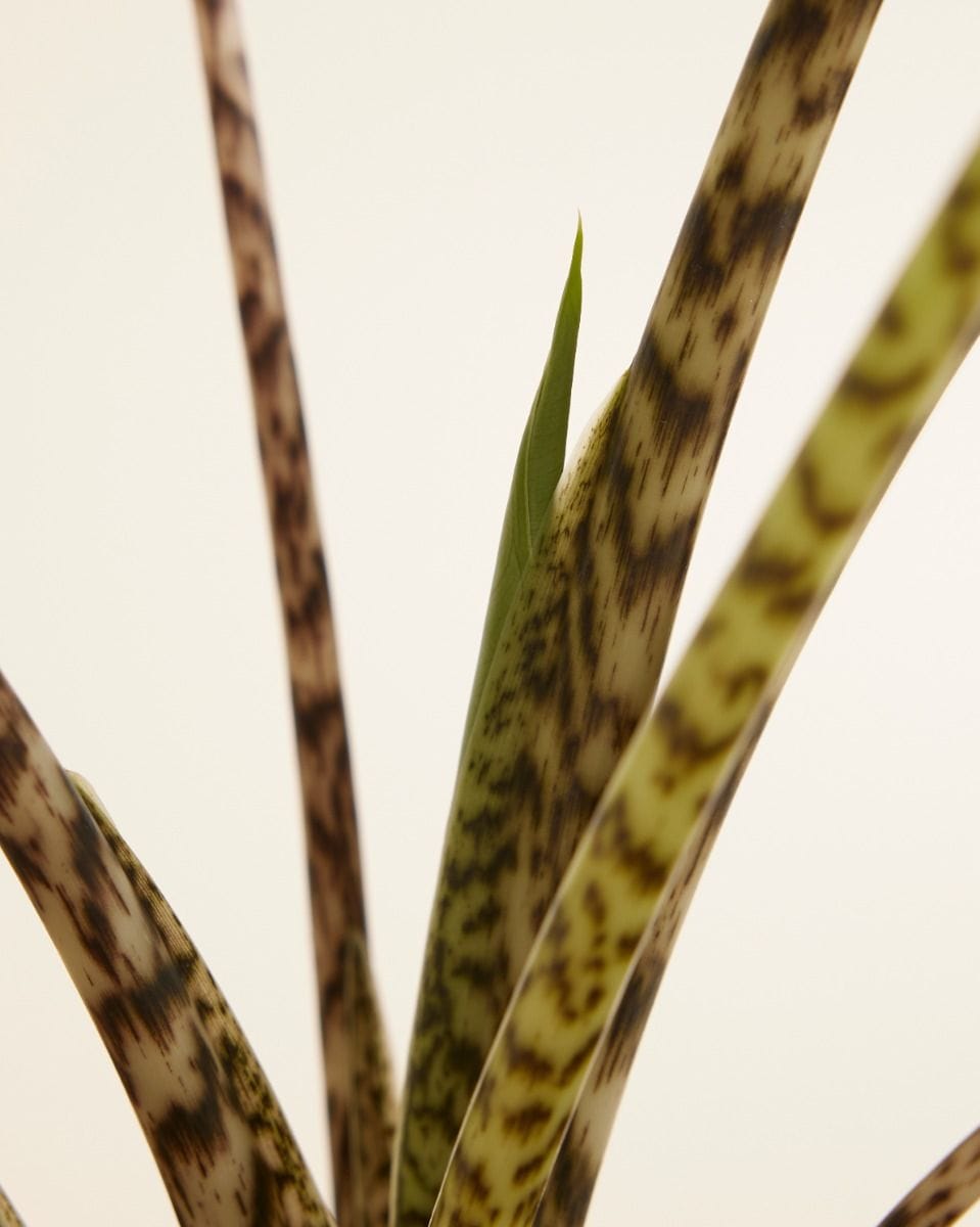 Alocasia Zebrapflanze Zebrina