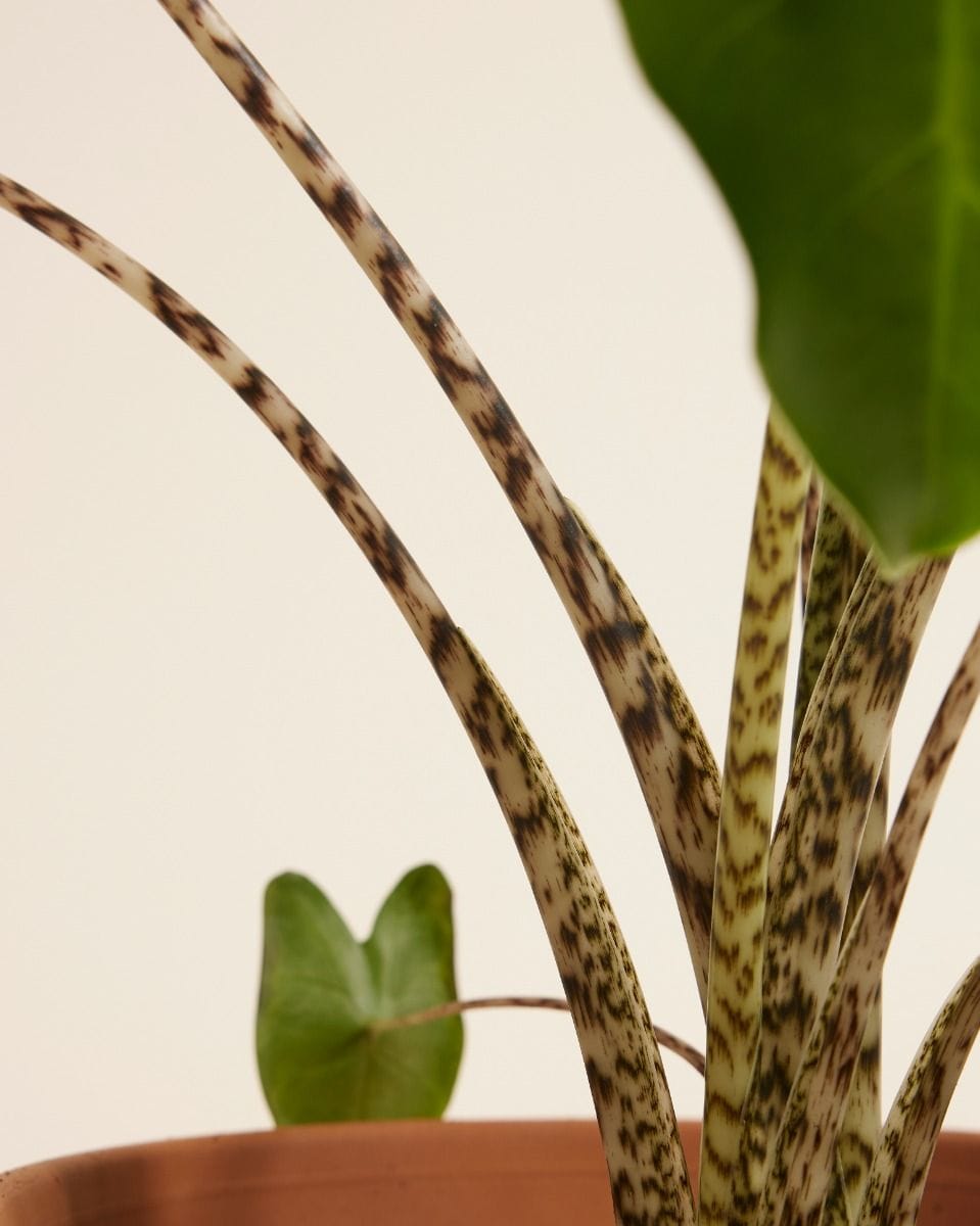 Alocasia Zebrapflanze Zebrina