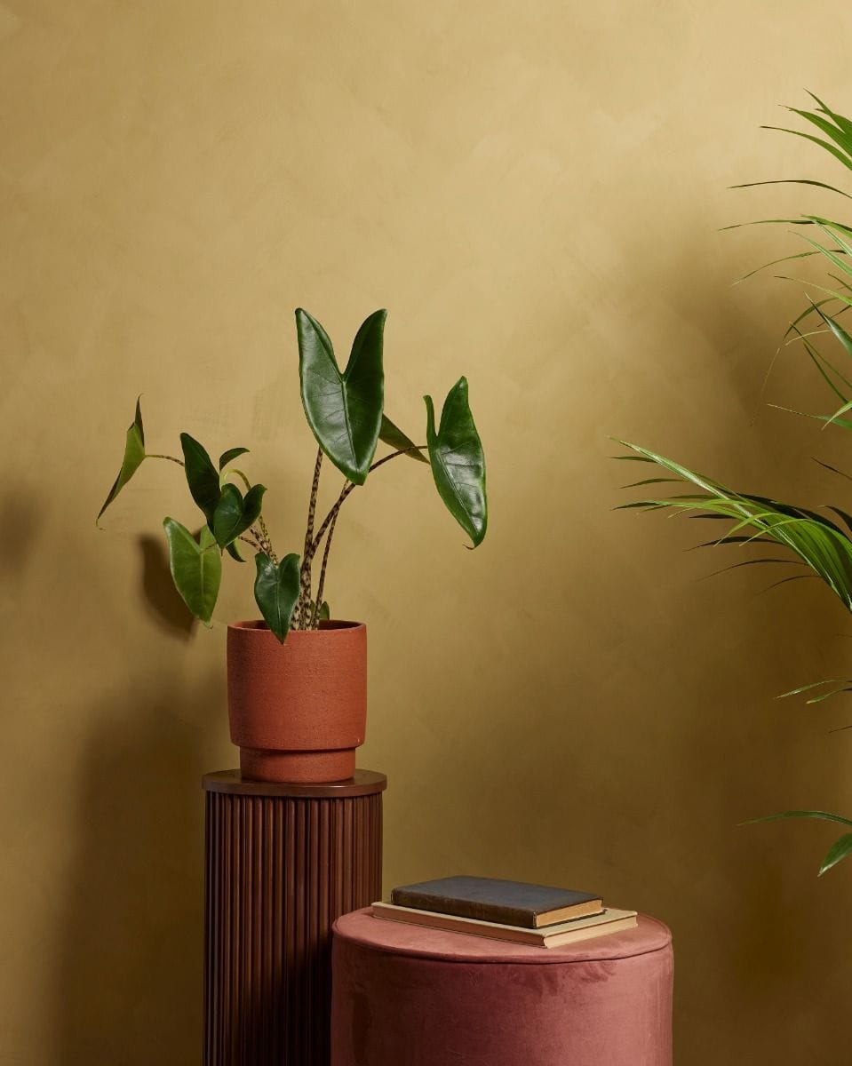 Alocasia Zebrapflanze Zebrina