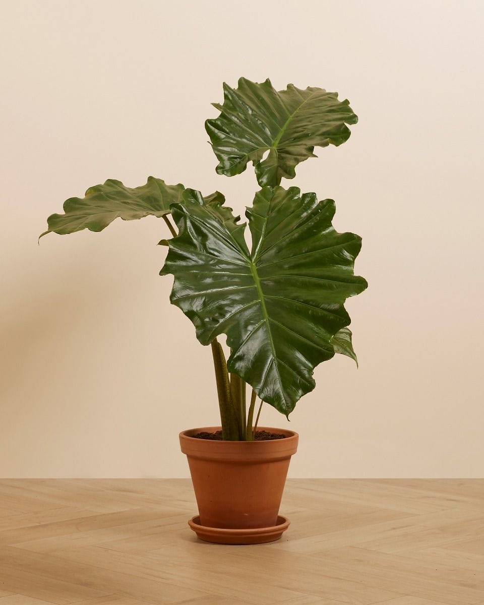 Alocasia Elephant Ears Portodora