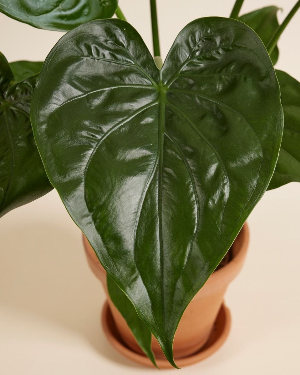 Alocasia Buddha's Palm Cucullata