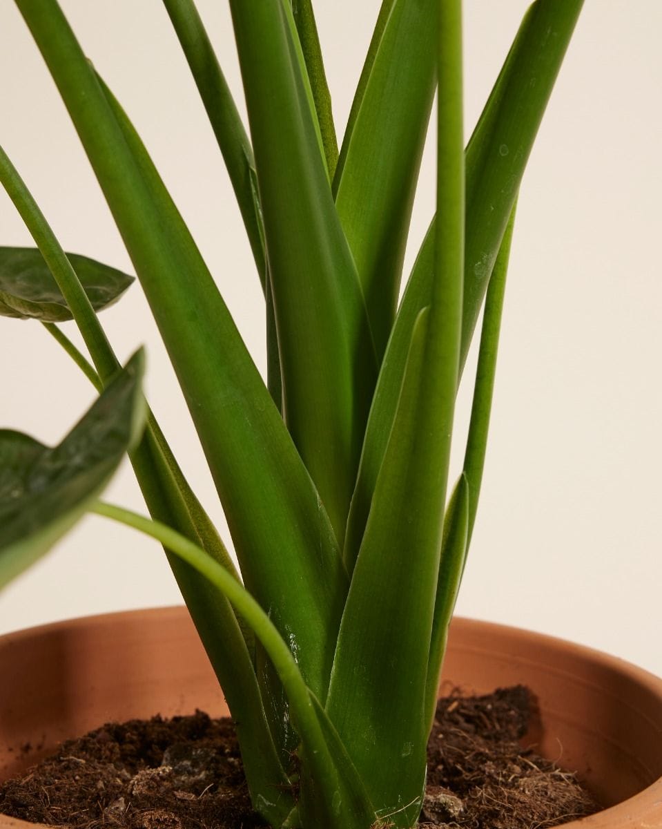 Alocasia Buddha's Palm Cucullata