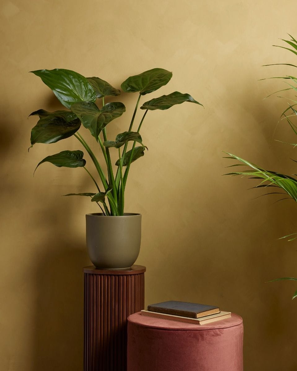 Alocasia Buddha's Palm Cucullata