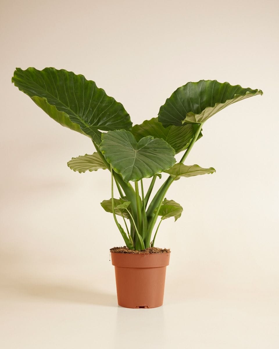 Alocasia Elephant Ears Gageana