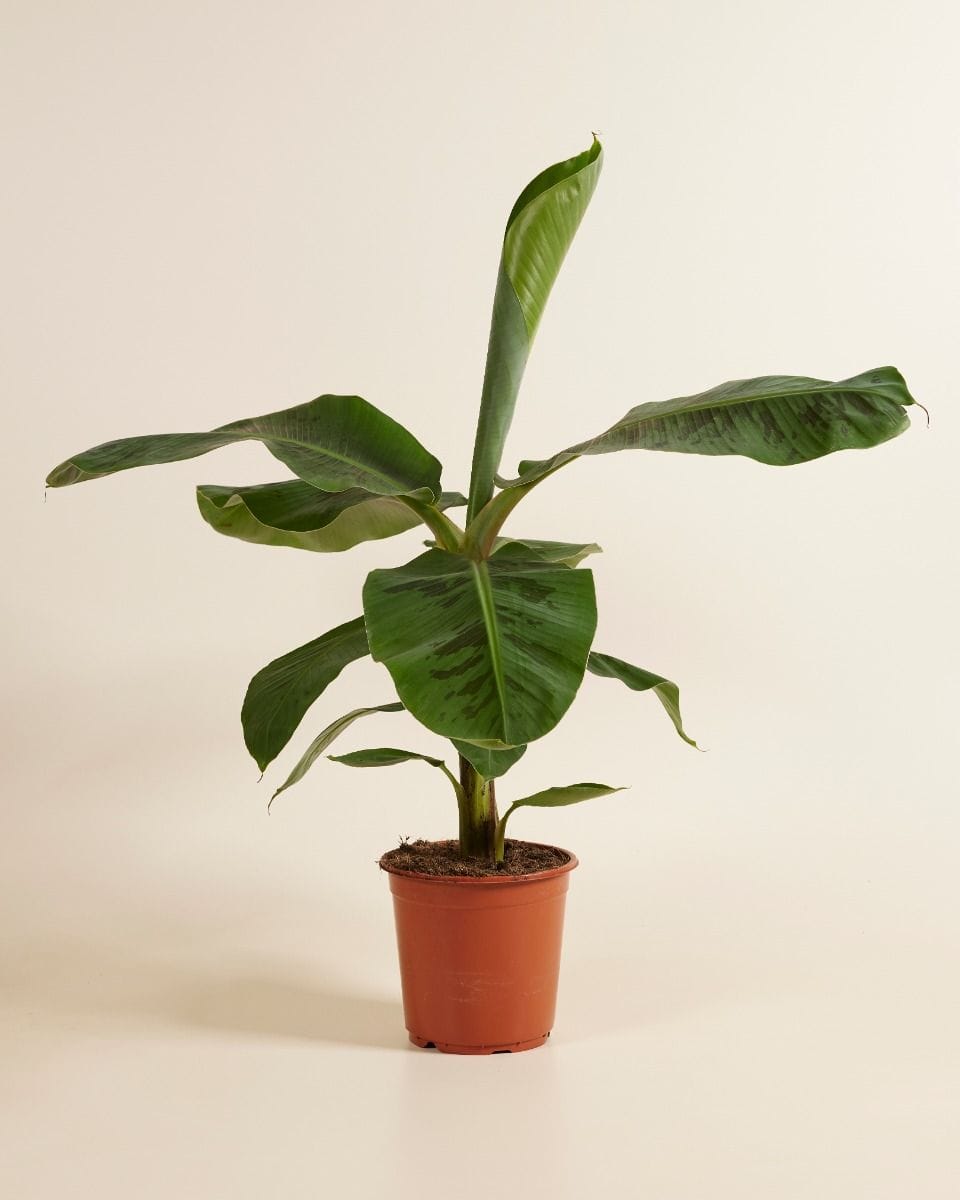 Musa Dwarf Cavendish Bananenpflanze Bananenpflanze
