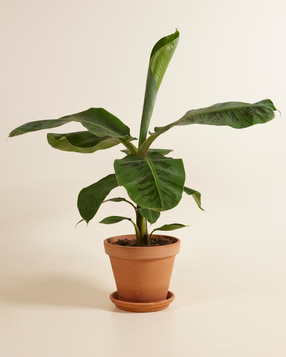 Musa Dwarf Cavendish Bananenpflanze Bananenpflanze