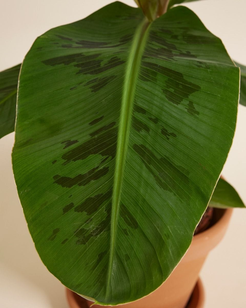 Musa Dwarf Cavendish Bananenpflanze Bananenpflanze