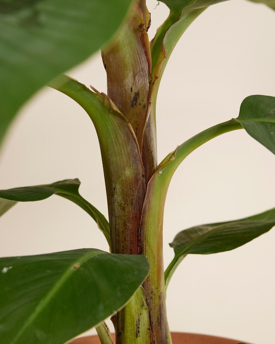 Musa Dwarf Cavendish Bananenpflanze Bananenpflanze
