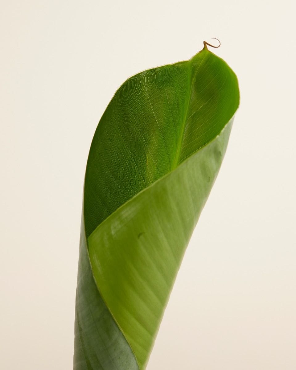 Musa Dwarf Cavendish Bananenpflanze Bananenpflanze