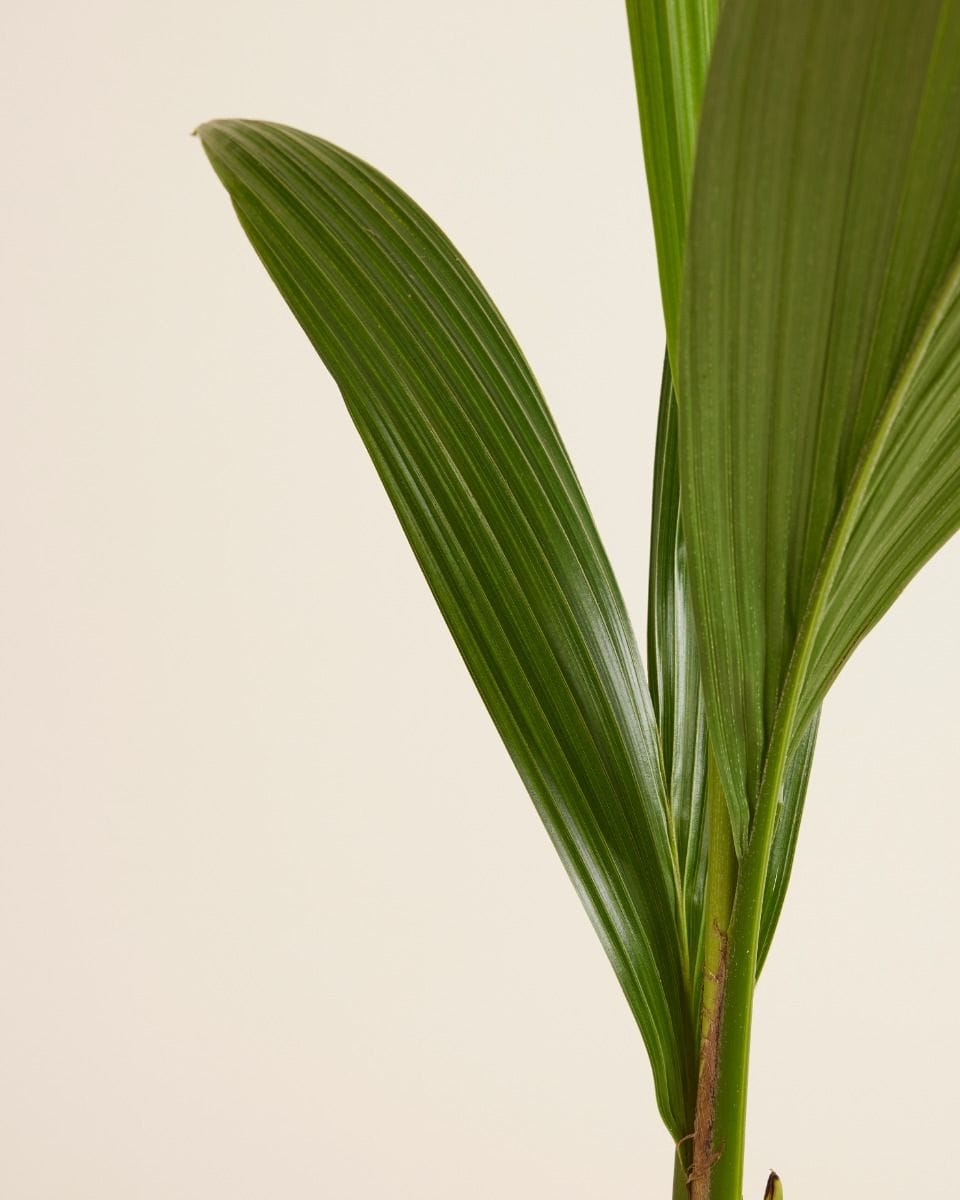 Palm Cocos nucifera Coconut