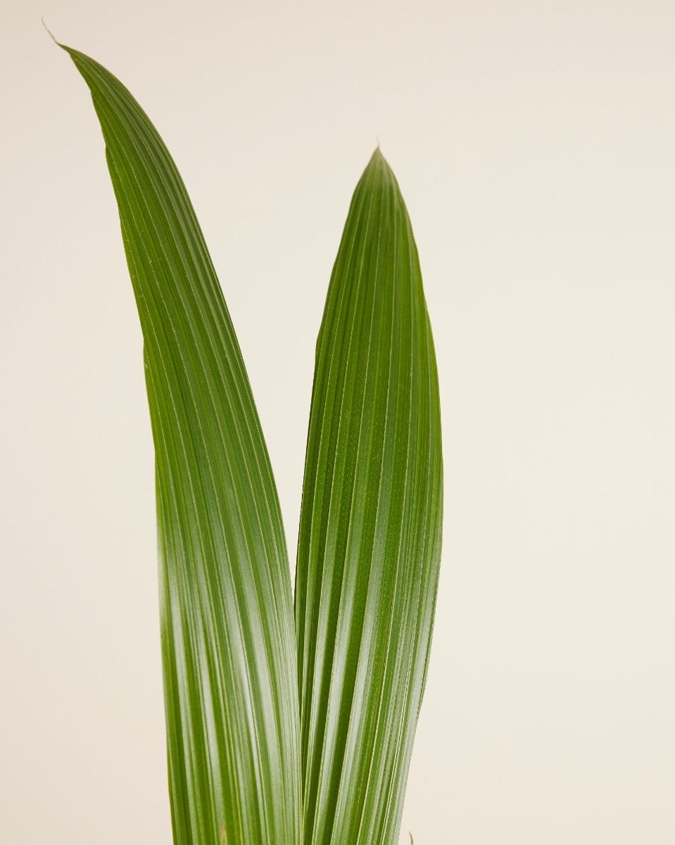 Palm Cocos nucifera Coconut