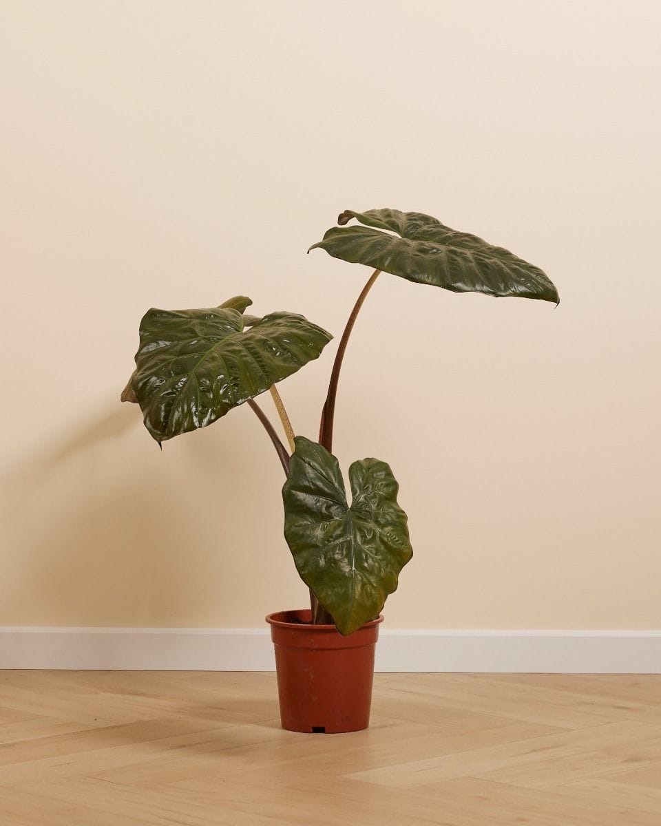 Alocasia Oreille d'éléphant Yucatan Princess