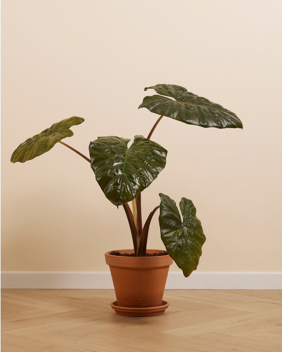 Alocasia Oreille d'éléphant Yucatan Princess