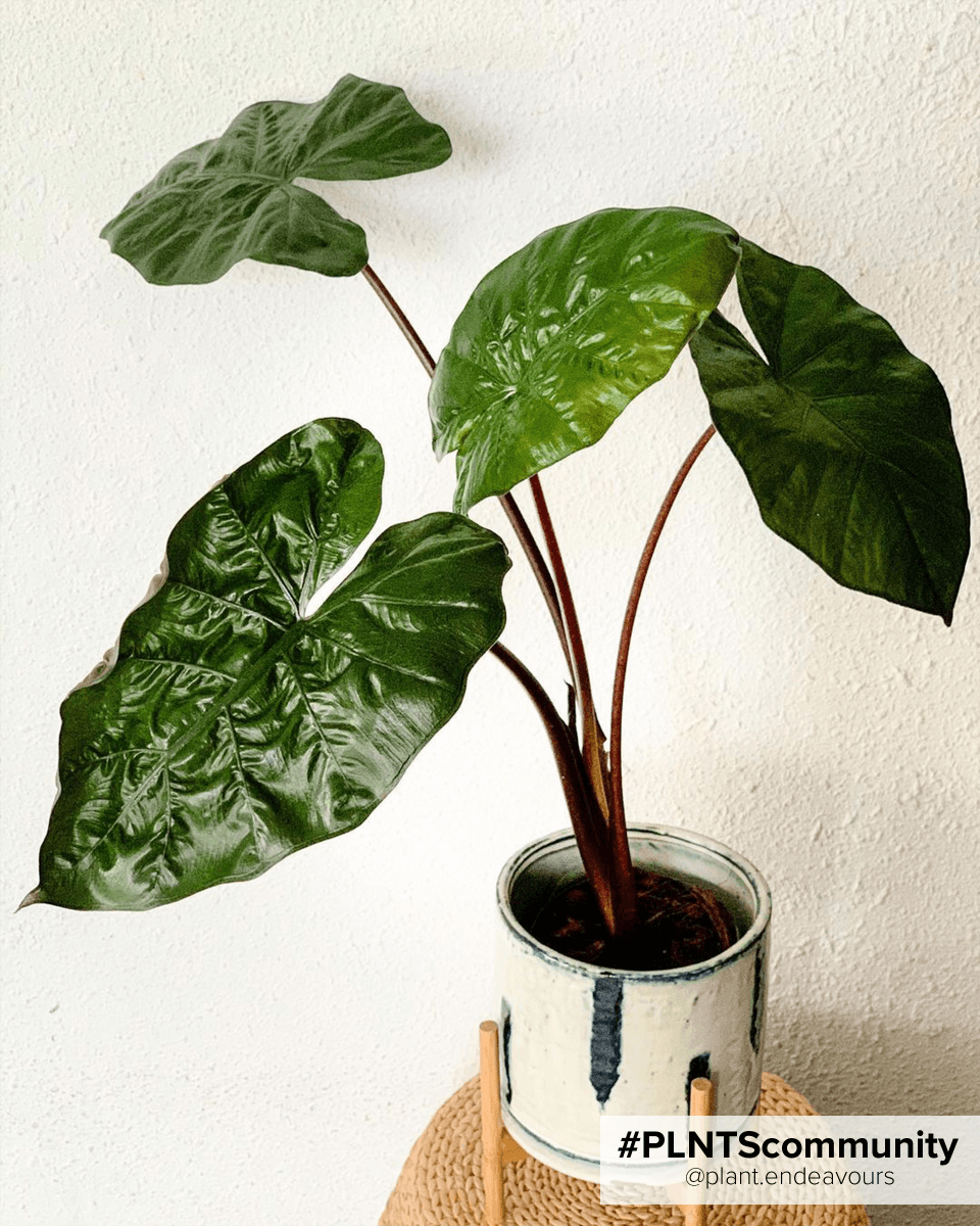 Alocasia Oreille d'éléphant Yucatan Princess