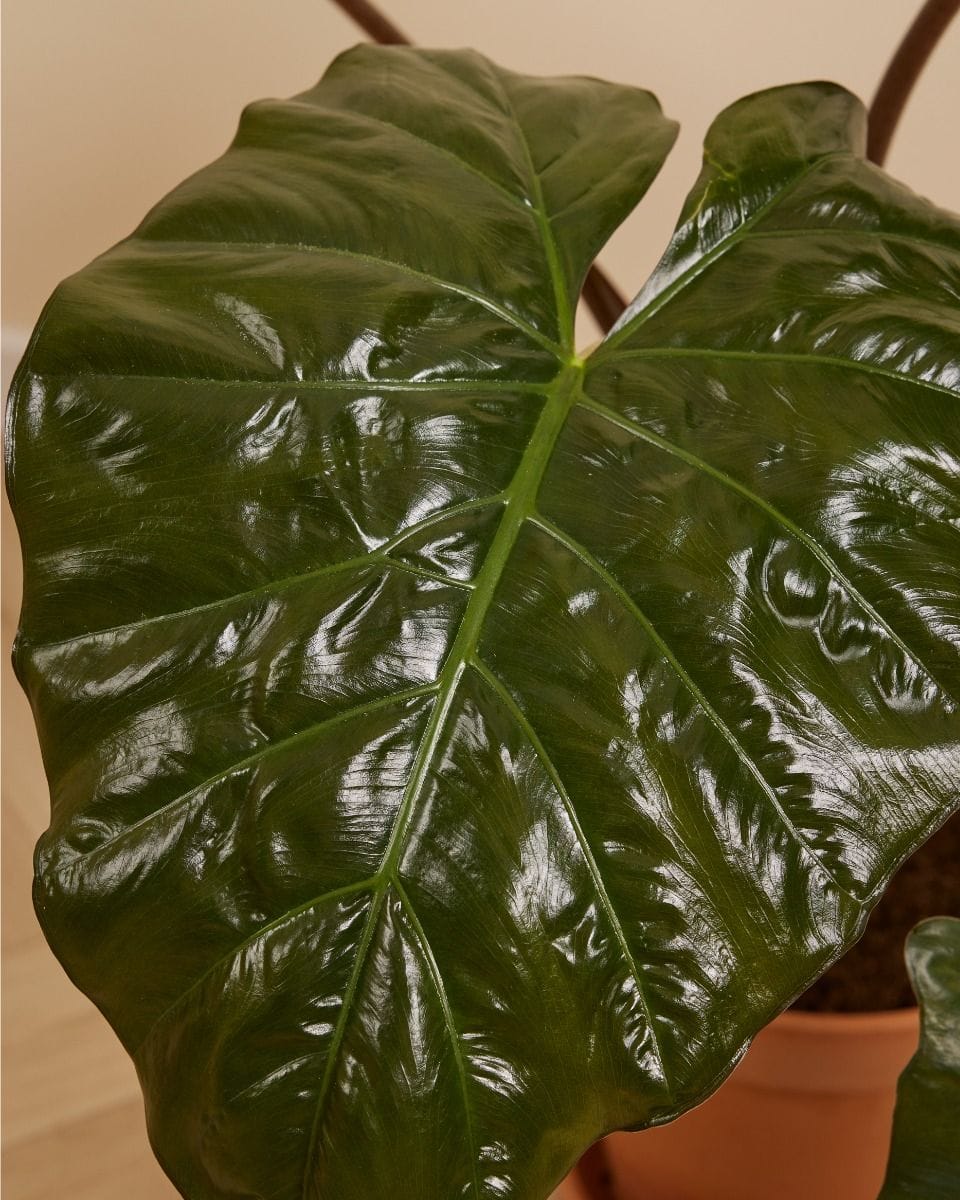 Alocasia Oreille d'éléphant Yucatan Princess