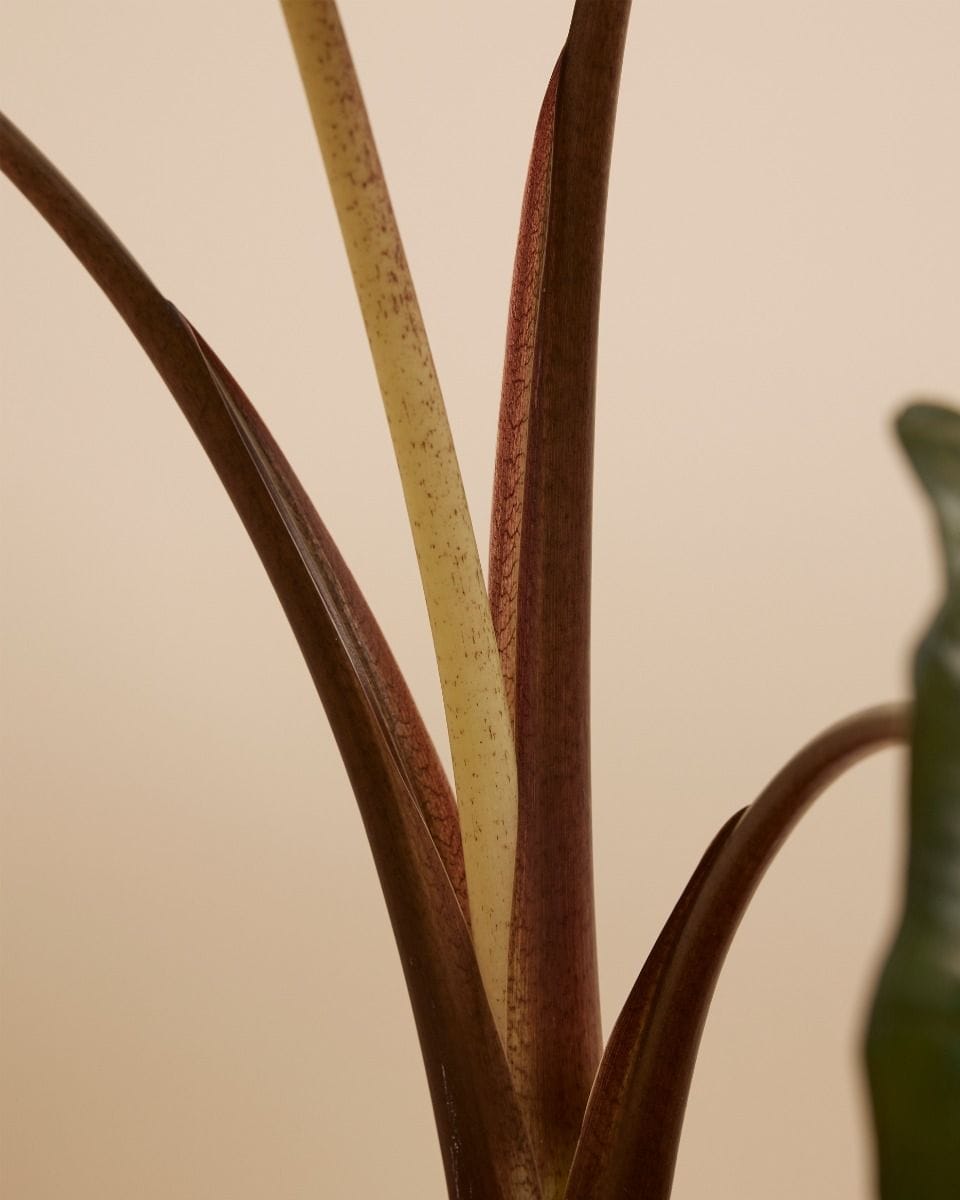 Alocasia Oreille d'éléphant Yucatan Princess