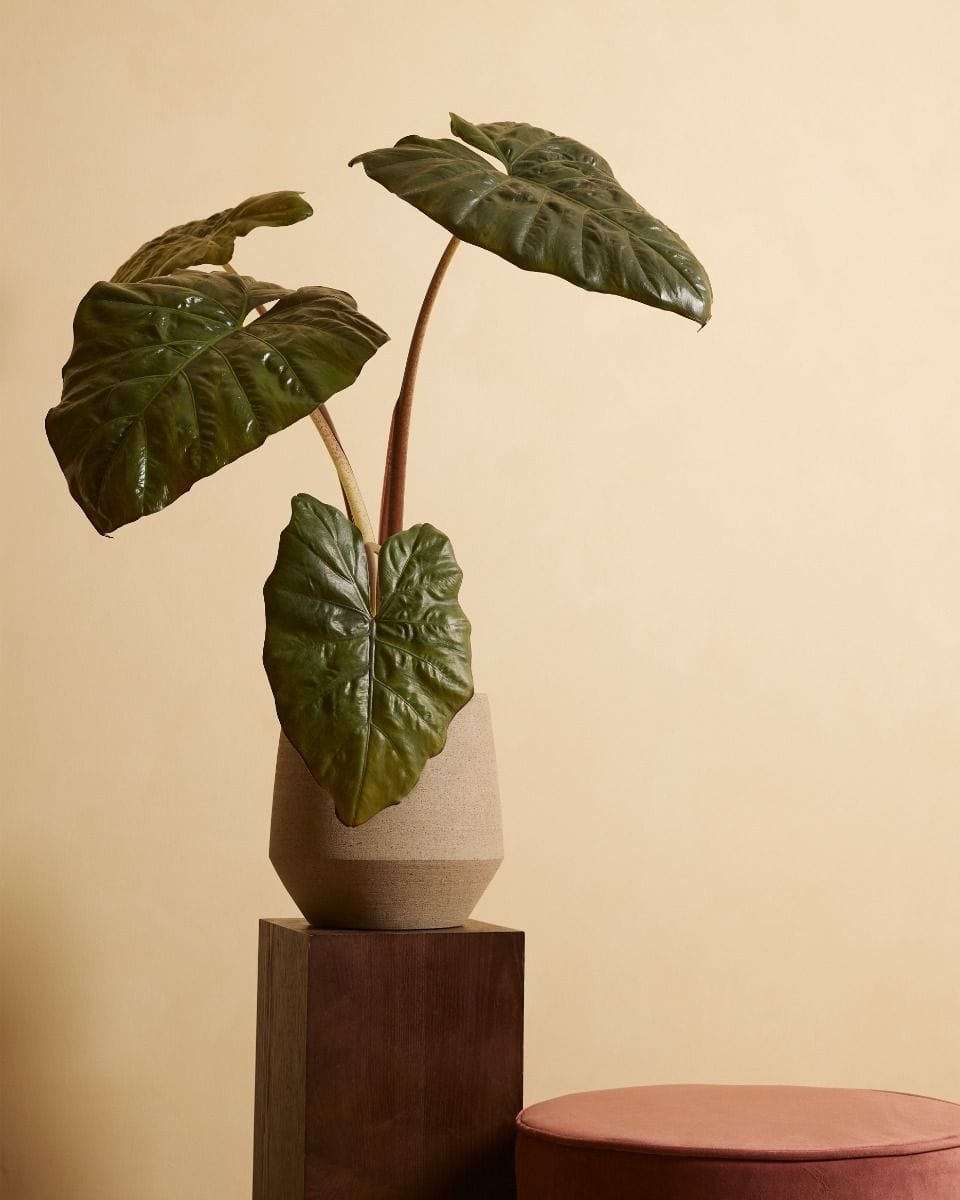 Alocasia Oreille d'éléphant Yucatan Princess