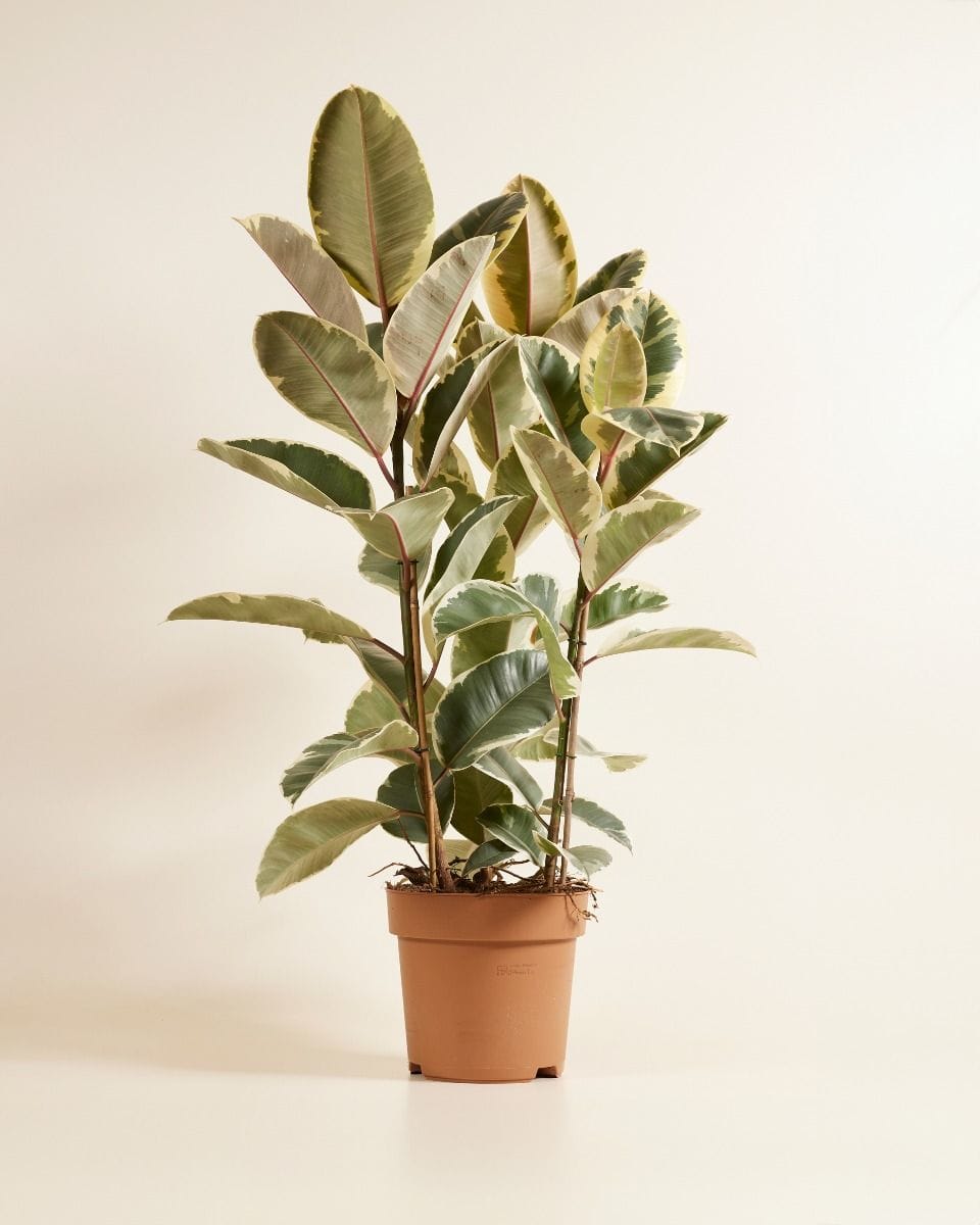 Ficus Rubber tree plant Tineke