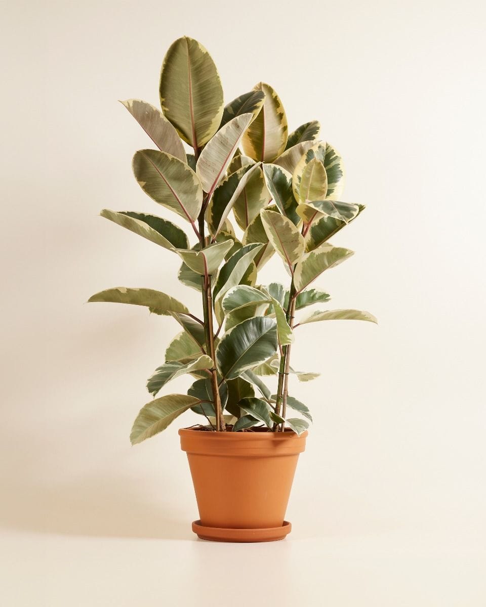 Ficus Rubber tree plant Tineke