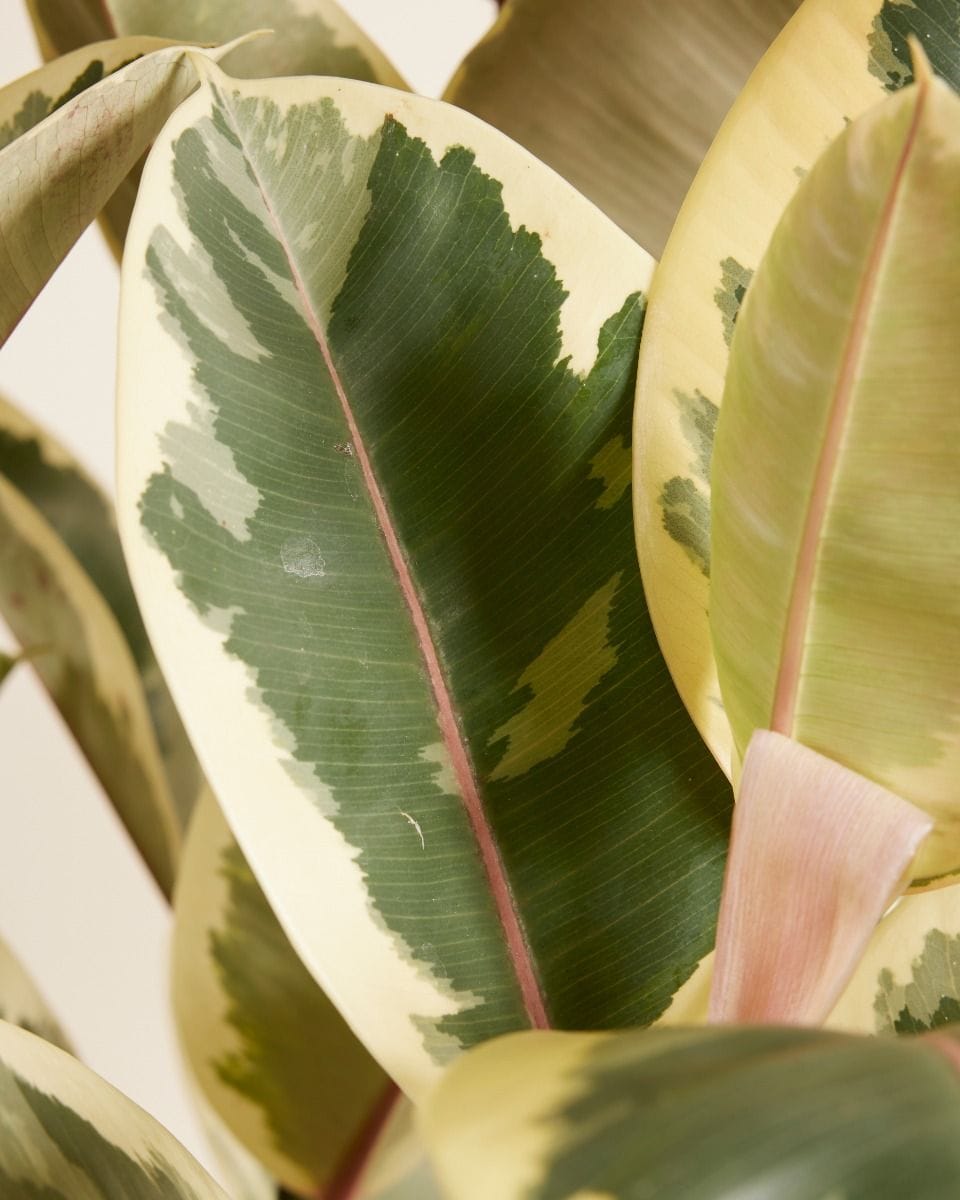 Ficus Rubber tree plant Tineke