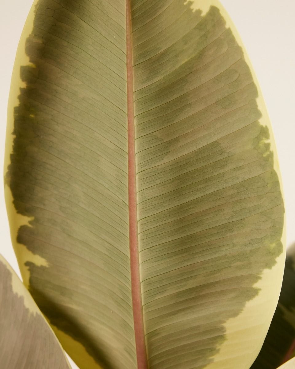 Ficus Rubber tree plant Tineke