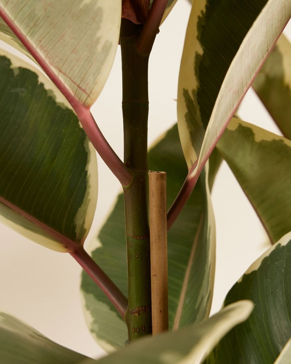 Ficus Rubber tree plant Tineke