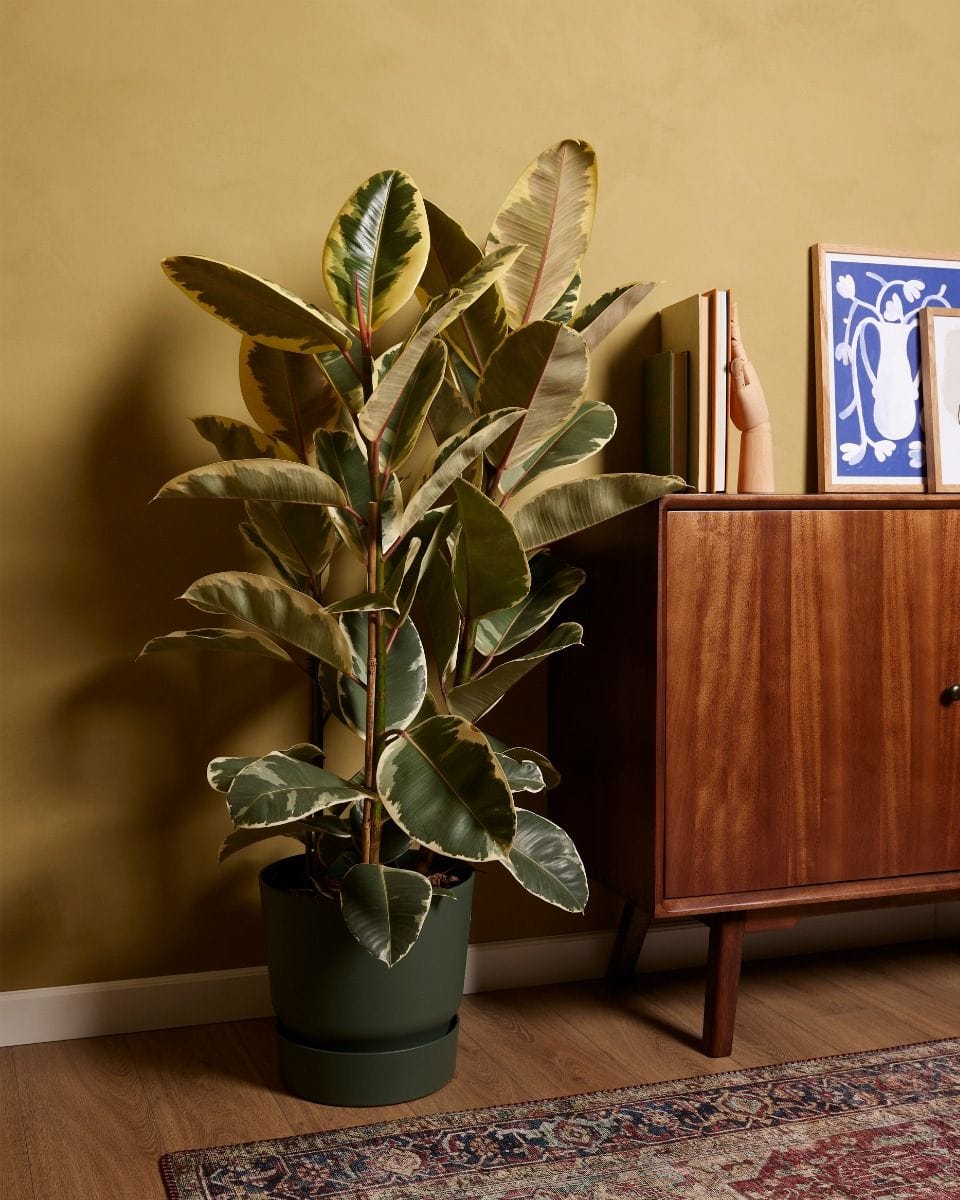 Ficus Rubber tree plant Tineke
