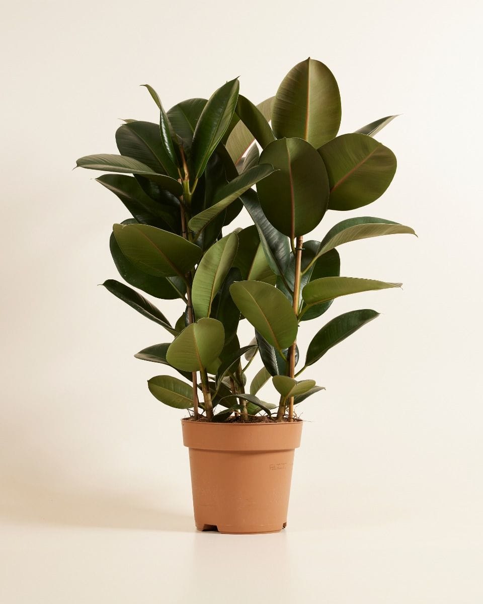 Ficus Rubber tree plant Elastica Robusta