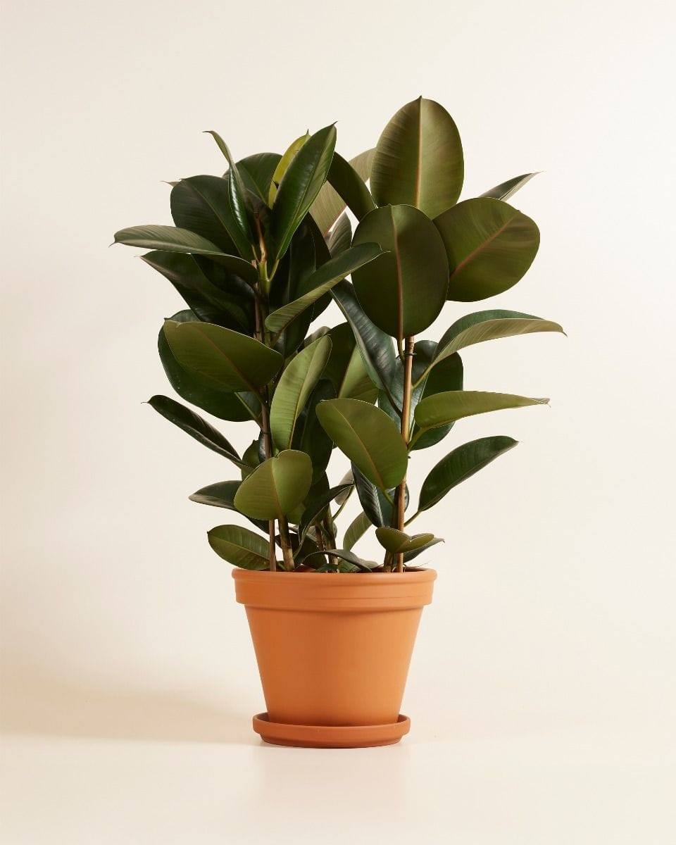 Ficus Rubber tree plant Elastica Robusta