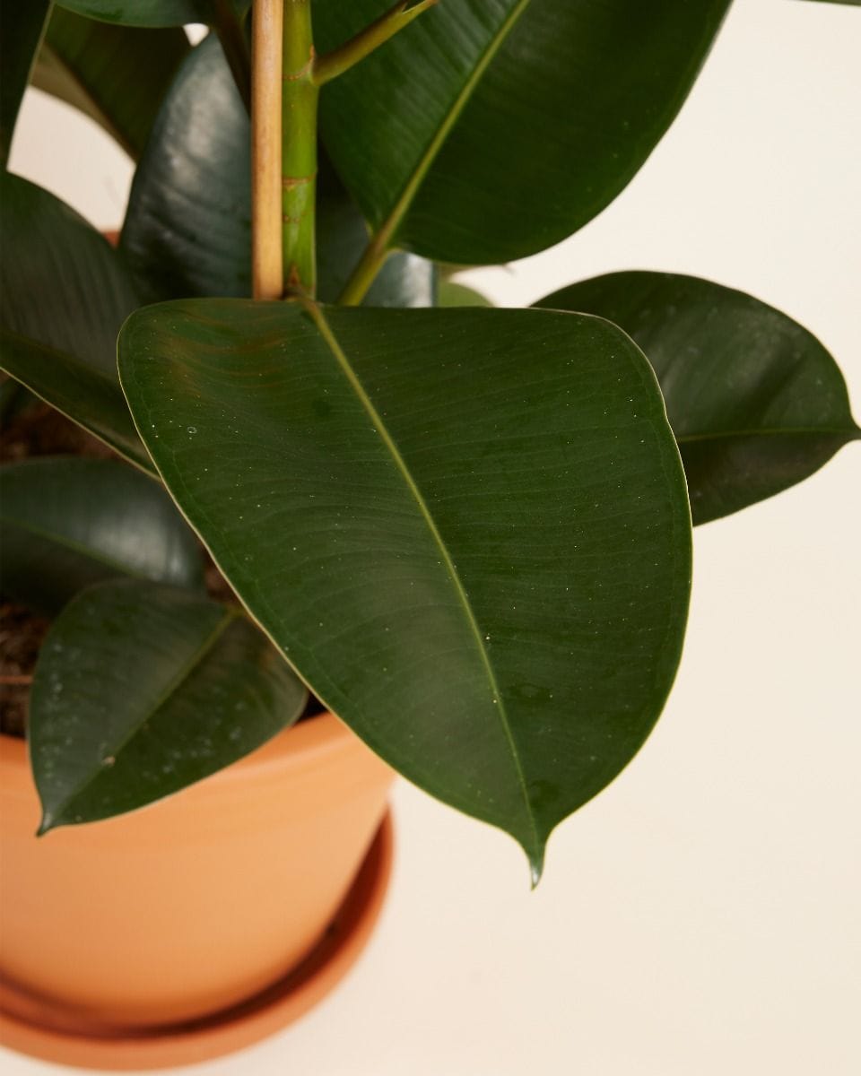 Ficus Rubber tree plant Elastica Robusta