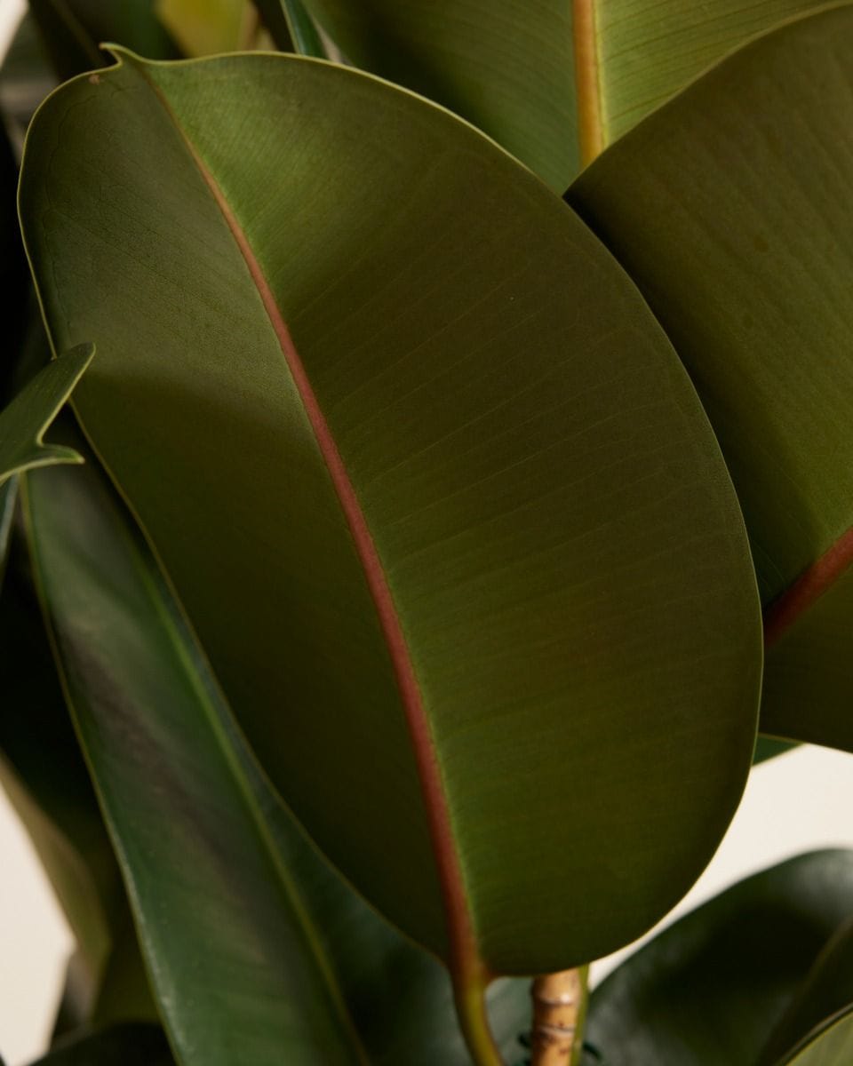 Ficus Rubber tree plant Elastica Robusta