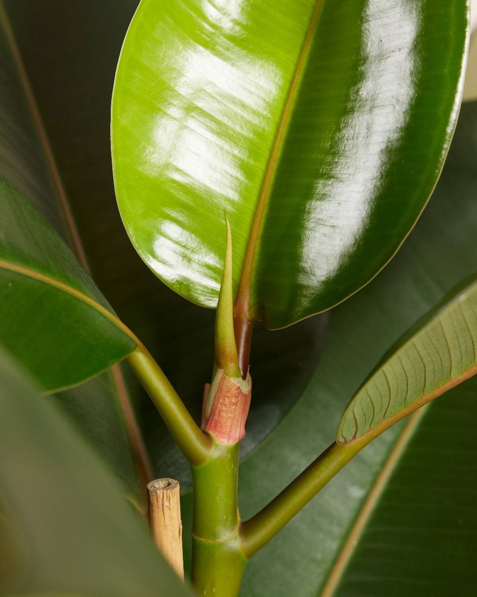 Ficus Rubber tree plant Elastica Robusta
